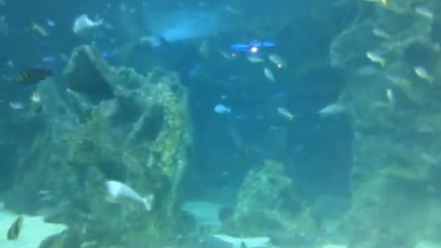 Sawshark at Sydney Aquarium.3gp смотреть онлайн