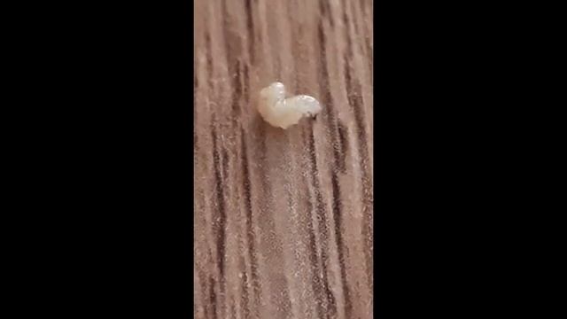 Taniec larwy muchówki. Nasionnica trześniówka (Rhagoletis cerasi). Szkodnik czereśni i wiśni. 1080p смотреть онлайн