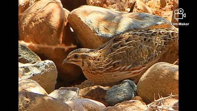 Common Quail Clear Voice смотреть онлайн