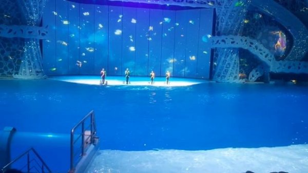 Шоу времена года Вивальди в Москвариуме дельфины