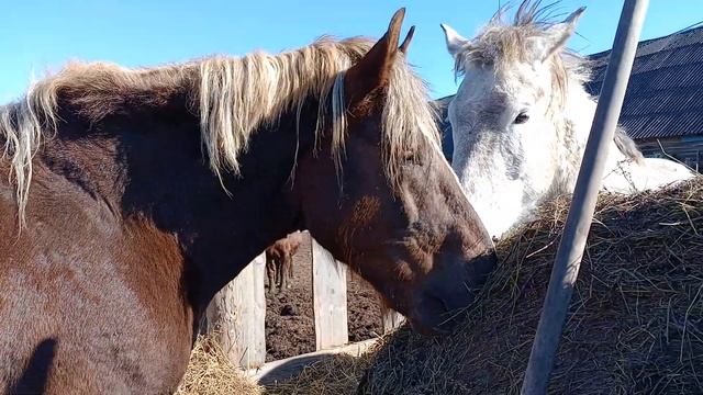 Жеребец Гром пристаёт к кобыле Аленке смотреть онлайн