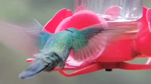 ENSIFERA CAMP (Observatorio de colibríes )- URUBAMBA смотреть онлайн