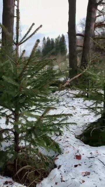 #Весна удивительна 💚 смотреть онлайн