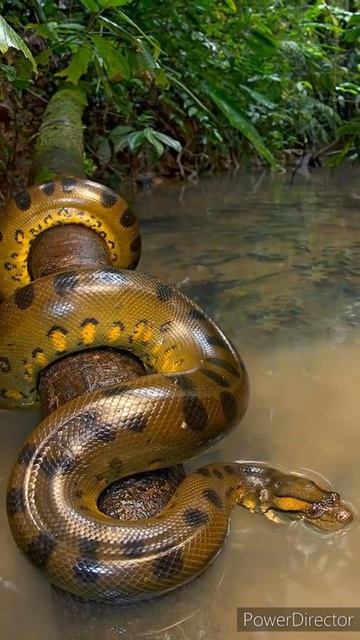 #shorts#youtubeshorts#shortsvideo Which is the biggest snake in the world,India,In history. смотреть онлайн