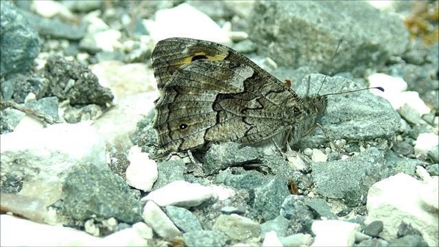 Cyprusheivlinder/Cyprus Grayling (Hipparchia cypriensis) смотреть онлайн