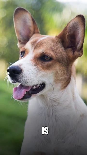 Unnecessary purity смотреть онлайн