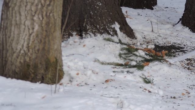 "Дятел делает попытку." смотреть онлайн