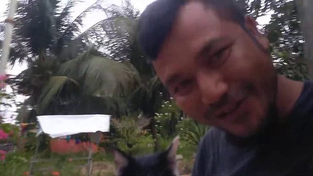 Kucing Koala Nobar Sepak Bola Lapangan Mini смотреть онлайн