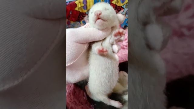 малыши хорьки #ferret смотреть онлайн