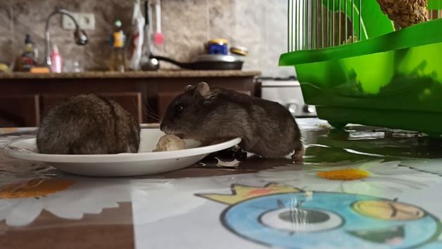 Мыши едят творог смотреть онлайн