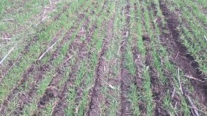 Подкормка озимых сеялкой СЗ-3,6