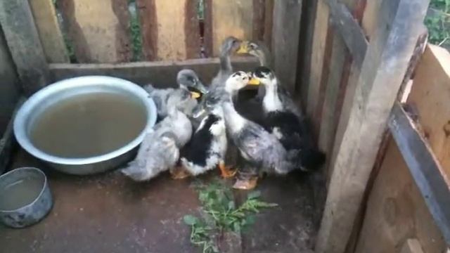 Утята в загоне. смотреть онлайн