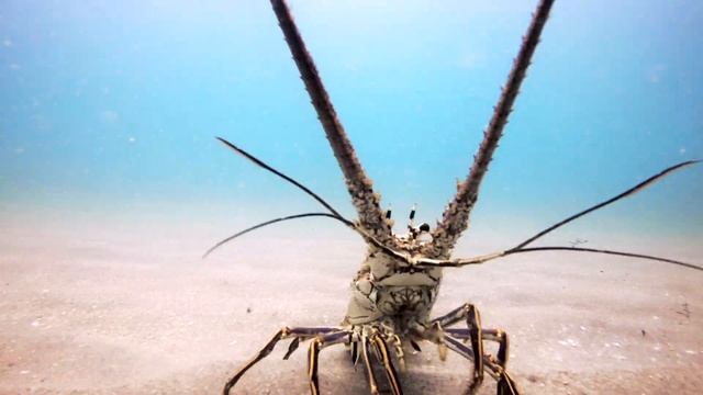 Florida Spiny lobster смотреть онлайн