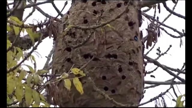 ShotWasp - Vespa Velutina смотреть онлайн