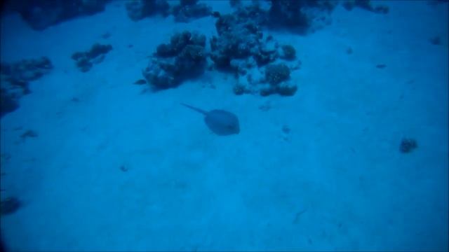 Blue Spotted Ray.wmv смотреть онлайн
