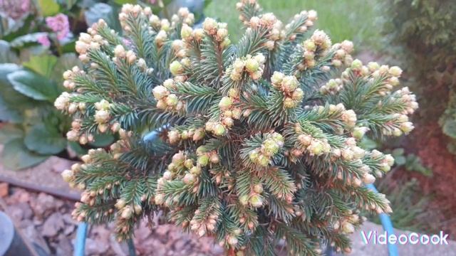 9 Хвойные миниатюры в саду .Весна 2024, съёмки перед весенними заморозками.