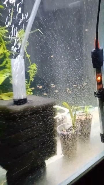 🦞🦞🦞рачки Артемий перебор👀 смотреть онлайн