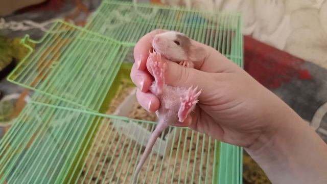 КРЫСЕНКУ ОТГРЫЗЛИ ХВОСТИК. ВЗЯЛА КРЫСЯТ НА ПЕРЕДЕРЖКУ. смотреть онлайн