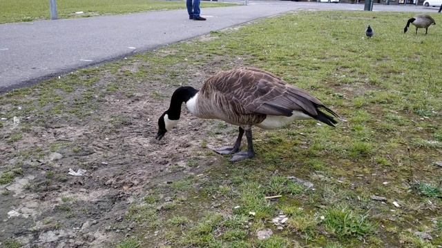 А утка гуляет сама по себе смотреть онлайн