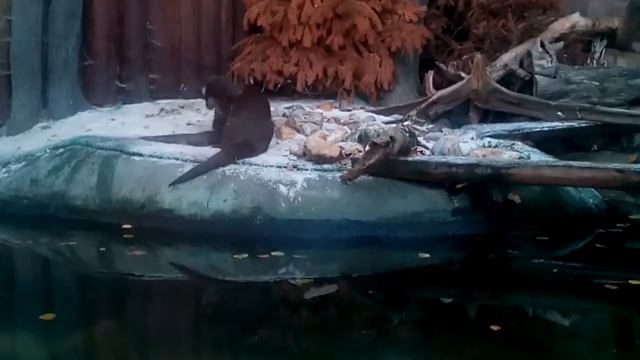 Выдры играют смотреть онлайн