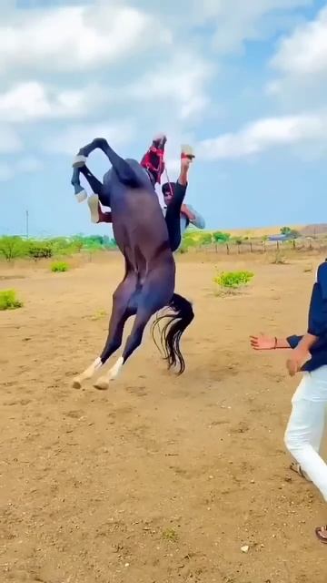 KATHIYAWADI HORSE 🐎 смотреть онлайн