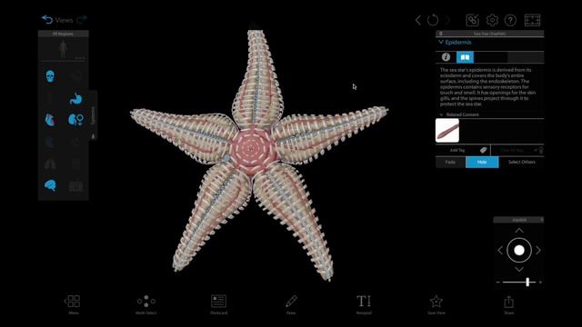 Visible Body | Dissect a sea star and earthworm in 3D with Visible Biology смотреть онлайн