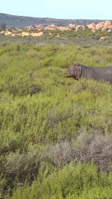 Hippo walking in the wild #shorts #wildlife смотреть онлайн