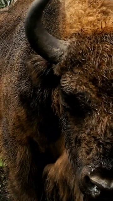 Close-up european Bison 🦬 #shorts #animals #wildlife #nature смотреть онлайн