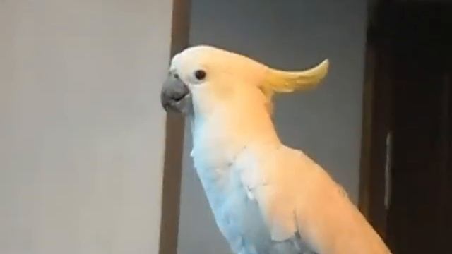 Попугай Рома разговаривает смотреть онлайн