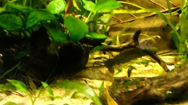 Aspidoras Breeding Behavior смотреть онлайн