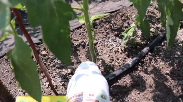 Чёрная мошка на кустах помидор смотреть онлайн