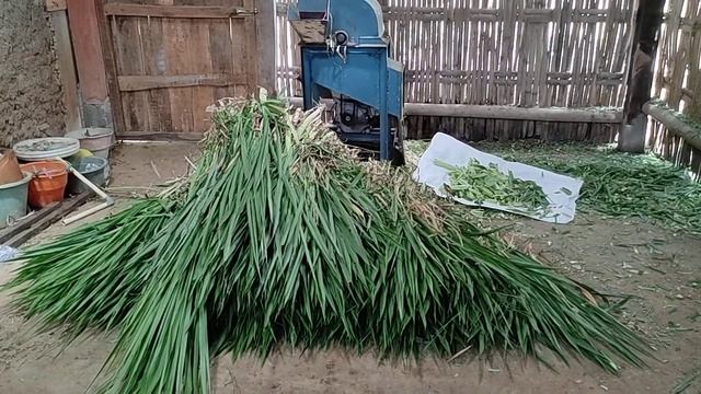 RUMPUT ODOT PAKAN SAPI_jokoarek74 смотреть онлайн