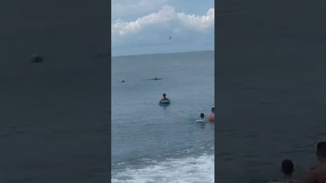 Дельфины. Солоники смотреть онлайн