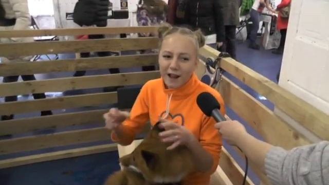 Интервью с хозяйкой домашней лисы смотреть онлайн