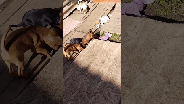 Джек Расселы все нашли свои семья! Цвергпинчеры Свободны! ...не все смотреть онлайн