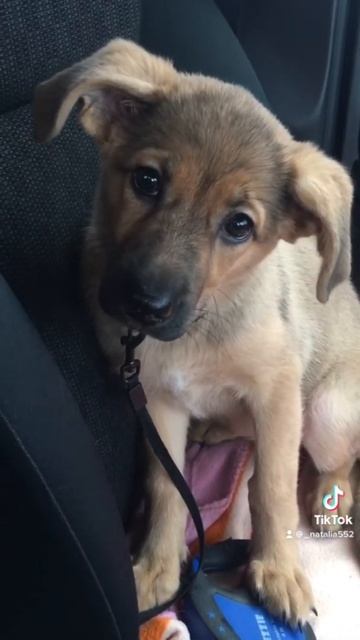 Сдают щенка в приют смотреть онлайн