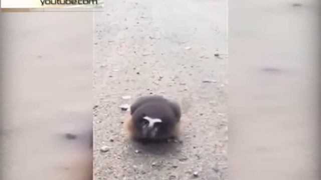 В США офицер полиции устроил допрос детеныша совы смотреть онлайн