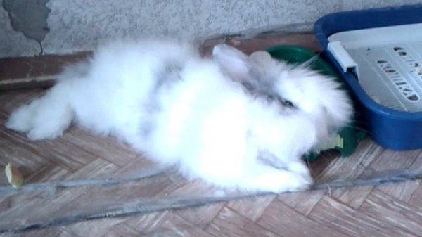 Кролик засыпает