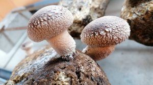 Выращивание грибов Шиитаке и не только