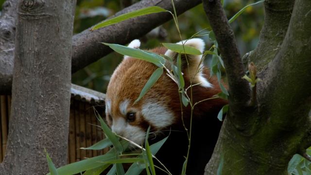 First Test Blackmagic Production Camera 4K ( BMPC ) смотреть онлайн