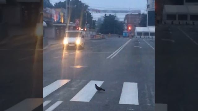 Голубь переходит дорогу по пешеходному переходу на зеленый свет смотреть онлайн