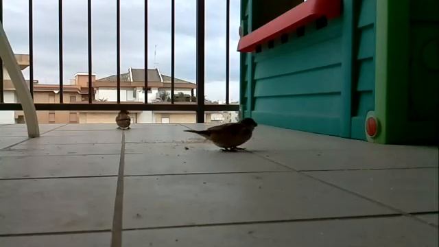 Raspberry Pi + Camera module birdwatching 2 смотреть онлайн