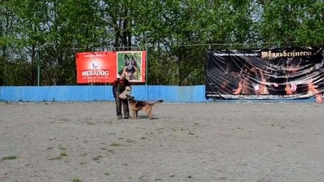 102. АКСЕЛЬБРУННЕН АНАКОНДА. лобовая смотреть онлайн
