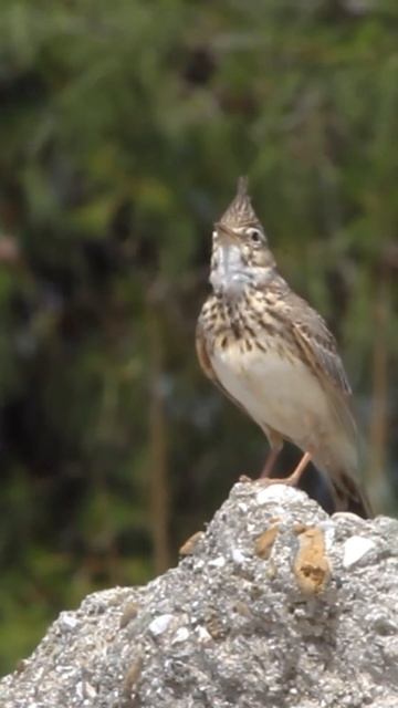 Eurasian Skylark Birds Singing #bird #nature смотреть онлайн