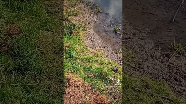 Ондатра або Нутрия!? Ге́рліц  Görlitz, місто Німеччини, у землі Саксонія. смотреть онлайн