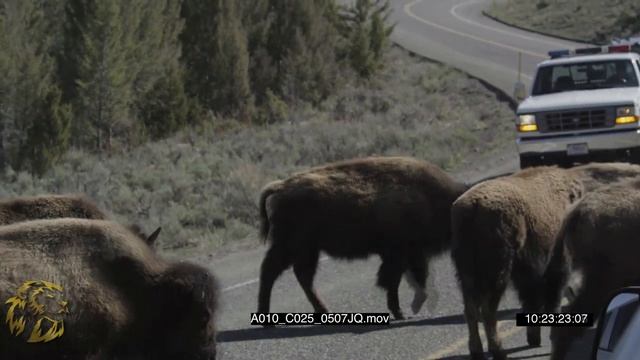 American Bison | 4K UltraHD Stock Footage смотреть онлайн