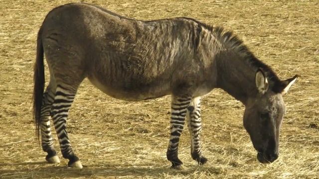Cruzamento de cavalo com vaca смотреть онлайн