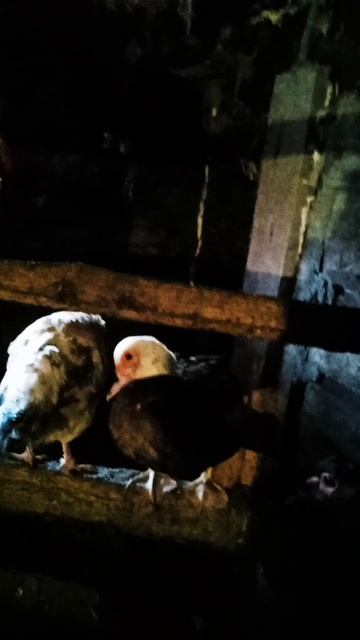 утки и голуби смотреть онлайн