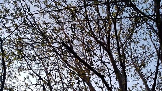 Вот так поёт скворец у нас дома смотреть онлайн
