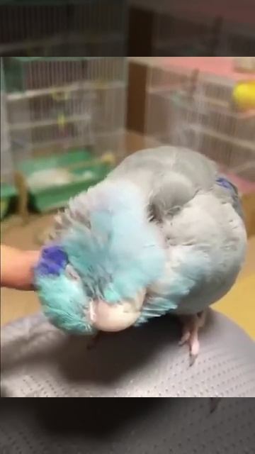 Попугай боится пальца смотреть онлайн